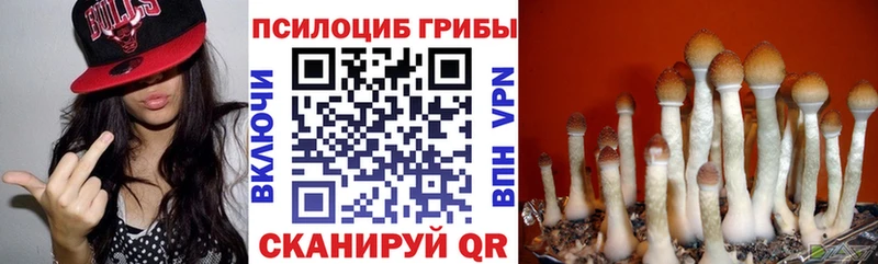 Псилоцибиновые грибы Cubensis  Купить где  Вяземский 